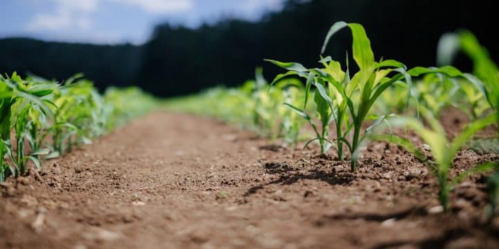 Biogaz définition : qu’est-ce que c’est ?